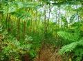 A Pilisi Parkerdő szakmai megoldsai a behatol fafajok terjedse ellen